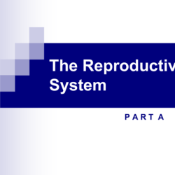 Pharmacology made easy 4.0 the reproductive and genitourinary systems