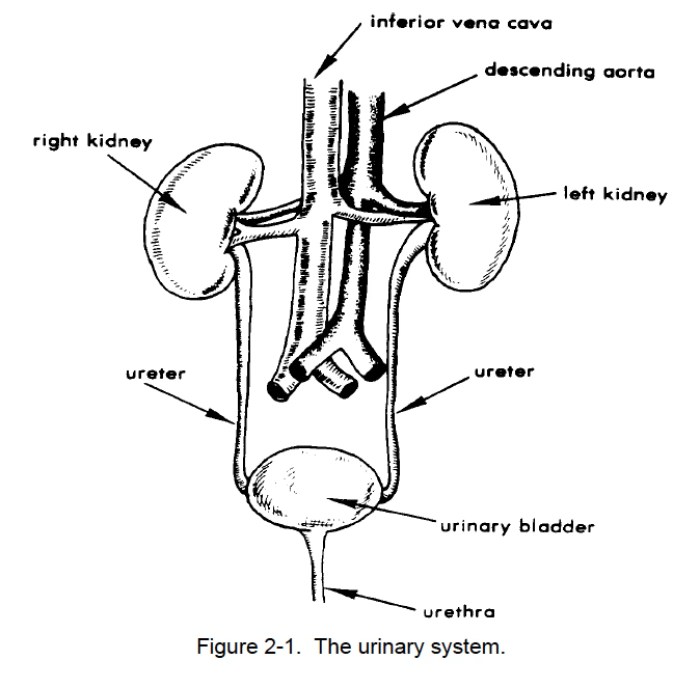 Pharmacology made easy 4.0 the reproductive and genitourinary systems